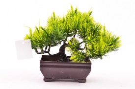 Mini bonsai 3 colores 3203 (1).jpg